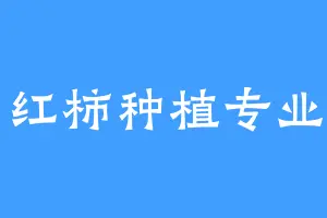 西红柿种植专业户