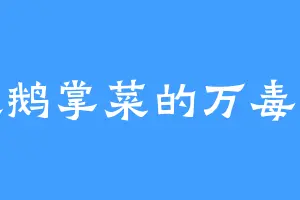 喜欢鹅掌菜的万毒林里